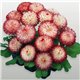 Семена маргаритка Хабанера white red tips 10 драже
