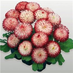 Насіння маргаритка Хабанера white red tips 10 драже