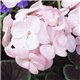 Семена пеларгонии садовой БуллзАй F1 light pink 3шт.