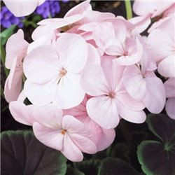 Семена пеларгонии садовой БуллзАй F1 light pink 3шт.