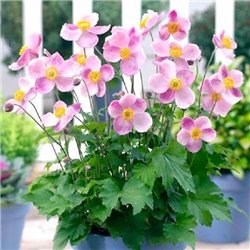 Семена Анемона hupehensis Pink Saucer 5 шт.