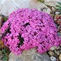 Сапонария