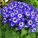 Перикаллис