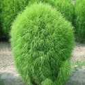 Кохія