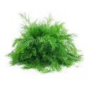 Кріп