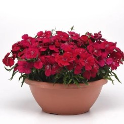 Насіння гвоздики китайської Коронет F1 cherry red 5 драже