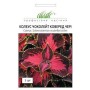 Семена колеус Блюма Чоколет Коверед 5 шт.