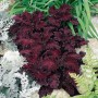Семена колеуса Блюма Блек Дрегон 10 шт.