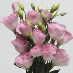Семена эустомы крупноцветковой махровой АВС F1 misty pink 5 драже