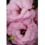 Семена эустомы крупноцветковой махровой АВС F1 deep rose 5 драже
