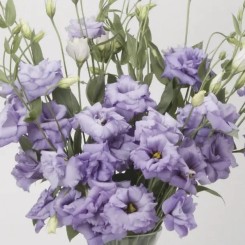 Семена эустомы крупноцветковой махровой АВС F1 lavender 5 драже