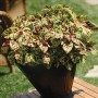 Семена колеуса Блюма Визард мозаик 10 шт.