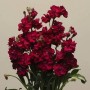 Семена Левкой (маттиола) Кетс рубиновый для среза
