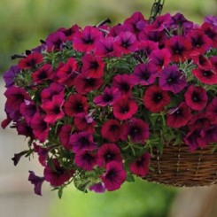 Семена петунии ампельной Шок Вейв F1 Deep Purple 3 драже