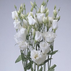 Семена эустомы крупноцветковой махровой АВС F1 white 5 драже
