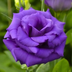 Семена эустомы крупноцветковой махровой АВС F1 purple 5 драже