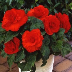 Семена Бегония клубневая AmeriHybrid Ruffled Scarlet Red 10 драже
