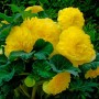 Семена Бегония клубневая AmeriHybrid Ruffled Yellow 10 драже