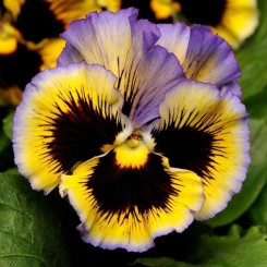 Семена виола Фризли Сизли F1 yellow-blue 5 шт.