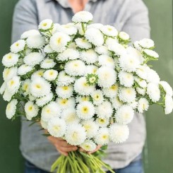Семена Астры Мацумото white 0,05 гр.