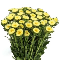 Семена Астры Мацумото yellow 0,05 гр.