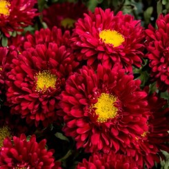 Семена Астры Мацумото red 0,05 гр.