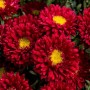 Семена Астры Мацумото red 0,05 гр.