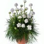 Семена армерия приморская Армада white 5 шт.