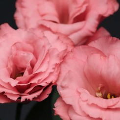 Семена эустомы крупноцветковой махровой  Flare F1 deep rose 5 драже