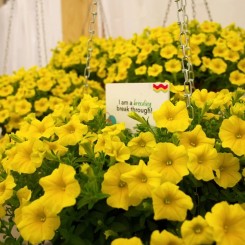 Насіння петунії ампельної Петхоа Калібуст F1 yellow 3 драже