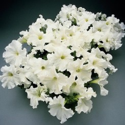 Семена петунии грандифлора Суперкаскад F1 white 10драже