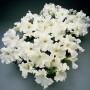 Семена петунии грандифлора Суперкаскад F1 white 10драже