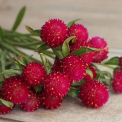 Насіння гомфрена globosa QIC carmine 10шт.