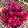 Семена гомфрена globosa QIC carmine10шт.