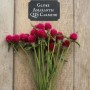 Семена гомфрена globosa QIC carmine10шт.