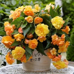 Семена Бегония клубневая ампельной Иллюминейшен F1 apricot 10 драже