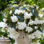 Семена Бегония клубневая ампельной Иллюминейшен F1 white 10 драже