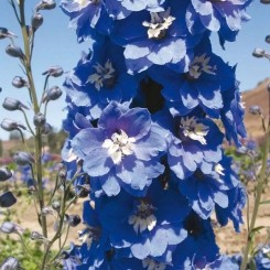 Семена дельфиниума Магический Фонтан mid blue white bee 10шт.