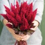 Насіння целозії периста високоросла Сандей wine red