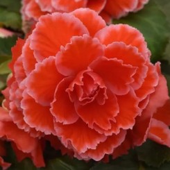 Семена Бегония клубневая  AmeriHybrid F1 Ruffled Picotee Lace Red 10 драже