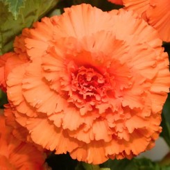 Семена Бегония клубневая AmeriHybrid Ruffled apricot 10 драже