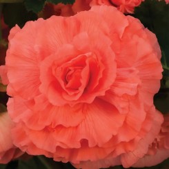 Семена Бегония клубневая AmeriHybrid Ruffled coral salmon 10 драже
