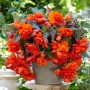Семена Бегония клубневая ампельной Иллюминейшен F1 orange 10 драже