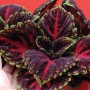 Насіння колеуса Конг F1 red 5 драже
