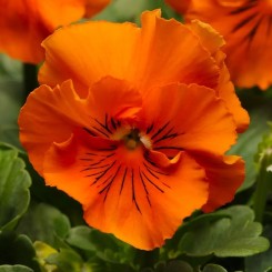 Семена виола Фризли Сизли F1 orange 5 шт.