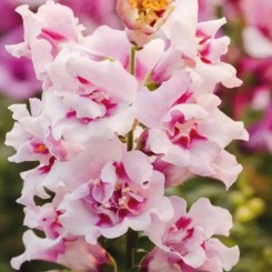 Семена Львиный зев (Антирринум) Твинни F1 orchid