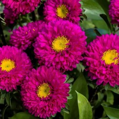 Семена Астры Мацумото rose 0,05 гр.