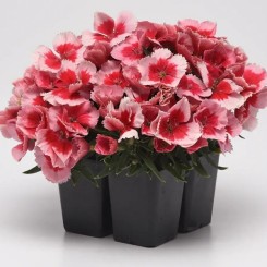 Насіння гвоздики китайської Коронет F1 strawberry5 драже