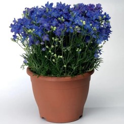 Семена Дельфиниума крупноцветковый Делфикс blue 10шт.