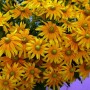 Насіння рудбекія Сонце Прерій (Prairie Sun) 10шт.